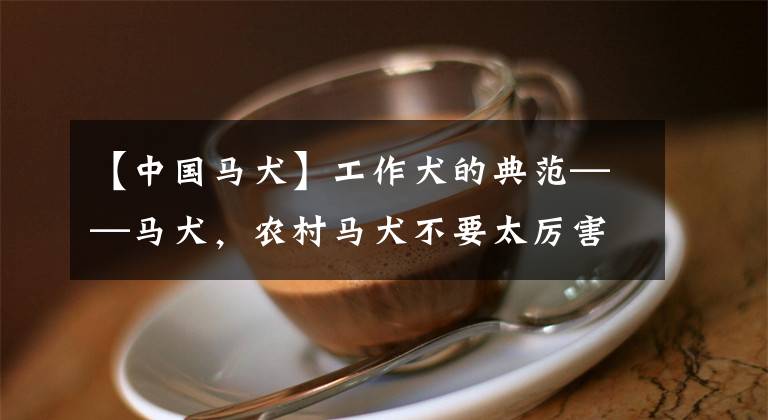 【中国马犬】工作犬的典范——马犬，农村马犬不要太厉害，城市也可以养啦
