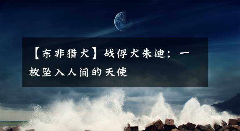 【东非猎犬】战俘犬朱迪：一枚坠入人间的天使