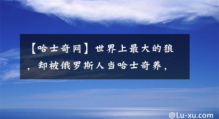 【哈士奇网】世界上最大的狼，却被俄罗斯人当哈士奇养，狼：给点面子行吗？