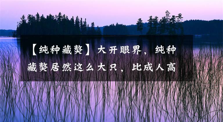 【纯种藏獒】大开眼界，纯种藏獒居然这么大只，比成人高半头！
