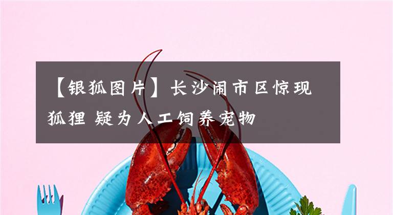 【银狐图片】长沙闹市区惊现狐狸 疑为人工饲养宠物