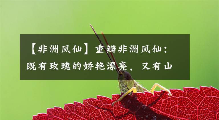 【非洲凤仙】重瓣非洲凤仙：既有玫瑰的娇艳漂亮，又有山茶的丰盈娇贵