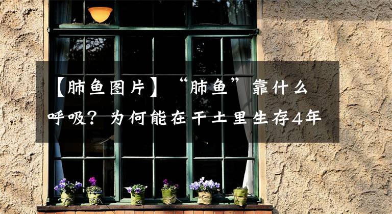 【肺鱼图片】“肺鱼”靠什么呼吸？为何能在干土里生存4年之久