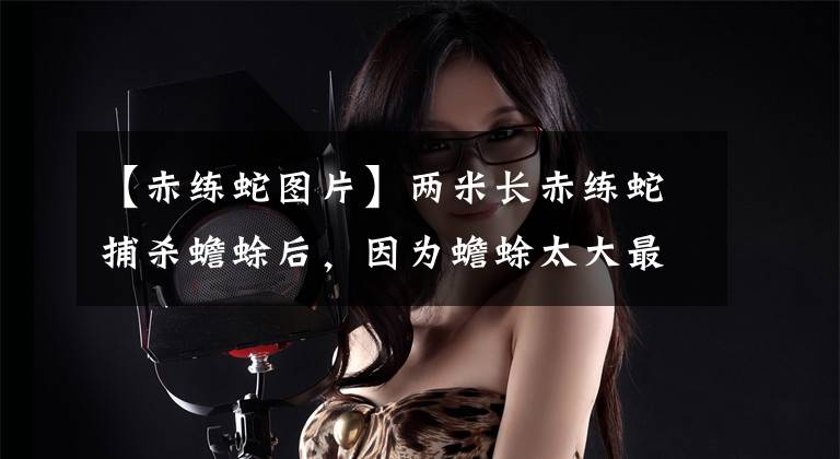 【赤练蛇图片】两米长赤练蛇捕杀蟾蜍后，因为蟾蜍太大最终只能放弃吞食！