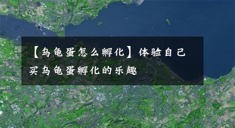 【乌龟蛋怎么孵化】体验自己买乌龟蛋孵化的乐趣