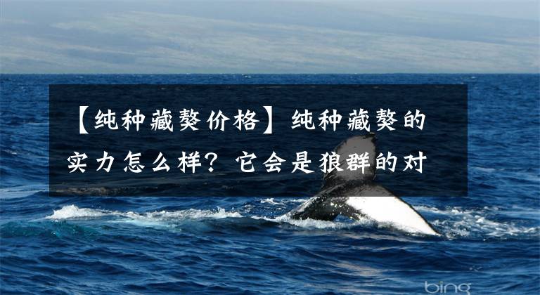 【纯种藏獒价格】纯种藏獒的实力怎么样？它会是狼群的对手吗？