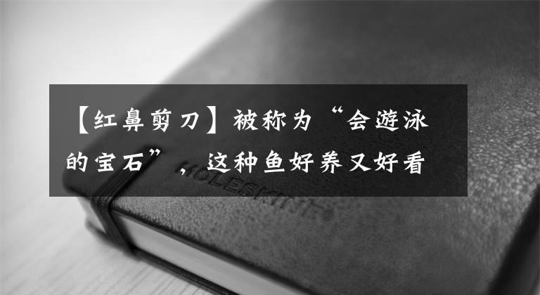 【红鼻剪刀】被称为“会游泳的宝石”，这种鱼好养又好看
