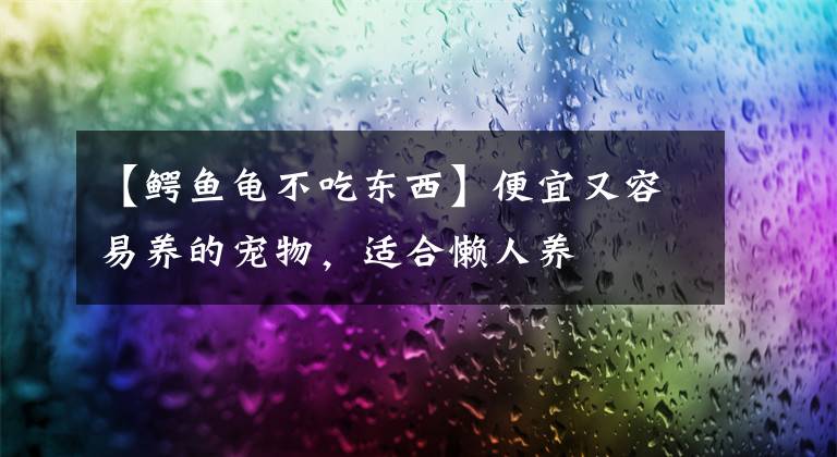 【鳄鱼龟不吃东西】便宜又容易养的宠物，适合懒人养
