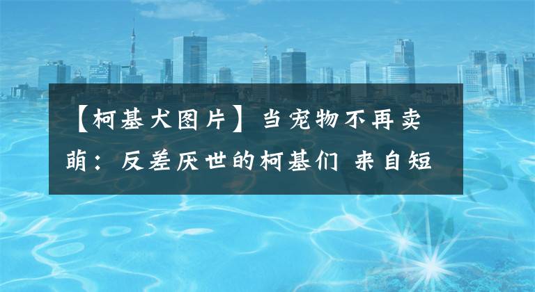 【柯基犬图片】当宠物不再卖萌：反差厌世的柯基们 来自短腿的悲伤