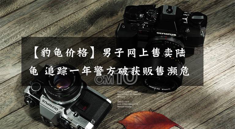 【豹龟价格】男子网上售卖陆龟 追踪一年警方破获贩售濒危动物案
