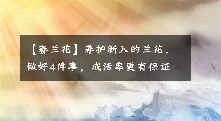 【春兰花】养护新入的兰花，做好4件事，成活率更有保证