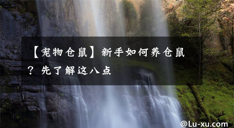【宠物仓鼠】新手如何养仓鼠？先了解这八点
