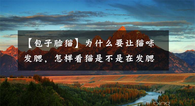 【包子脸猫】为什么要让猫咪发腮，怎样看猫是不是在发腮呢？