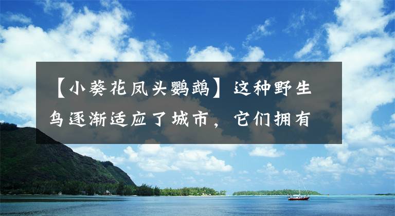【小葵花凤头鹦鹉】这种野生鸟逐渐适应了城市，它们拥有和灵长类动物一样的智慧