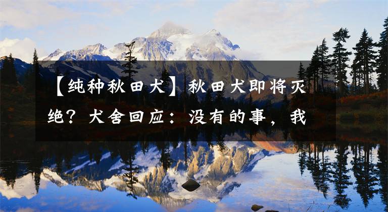 【纯种秋田犬】秋田犬即将灭绝？犬舍回应：没有的事，我们这都几百只呢