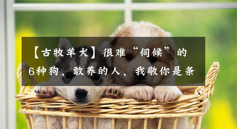 【古牧羊犬】很难“伺候”的6种狗，敢养的人，我敬你是条汉子