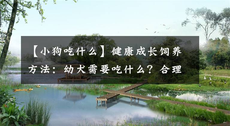 【小狗吃什么】健康成长饲养方法：幼犬需要吃什么？合理的喂食方式是怎么样的？