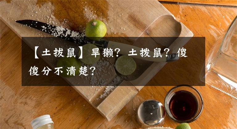 【土拔鼠】旱獭？土拨鼠？傻傻分不清楚？