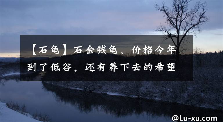 【石龟】石金钱龟，价格今年到了低谷，还有养下去的希望吗
