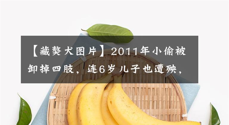 【藏獒犬图片】2011年小偷被卸掉四肢，连6岁儿子也遭殃，警察：起因是一条藏獒