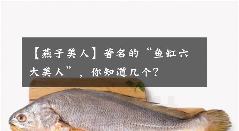 【燕子美人】著名的“鱼缸六大美人”，你知道几个？