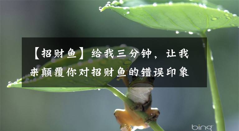 【招财鱼】给我三分钟，让我来颠覆你对招财鱼的错误印象（宠物鱼小知识）