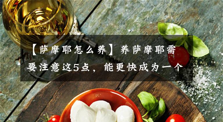 【萨摩耶怎么养】养萨摩耶需要注意这5点，能更快成为一个合格的主人