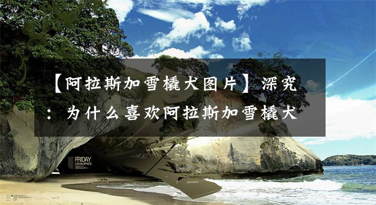 【阿拉斯加雪橇犬图片】深究：为什么喜欢阿拉斯加雪橇犬的人那么多？