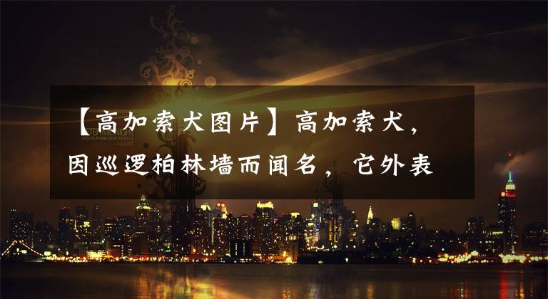 【高加索犬图片】高加索犬，因巡逻柏林墙而闻名，它外表犹如雄狮，内心却铁汉柔情