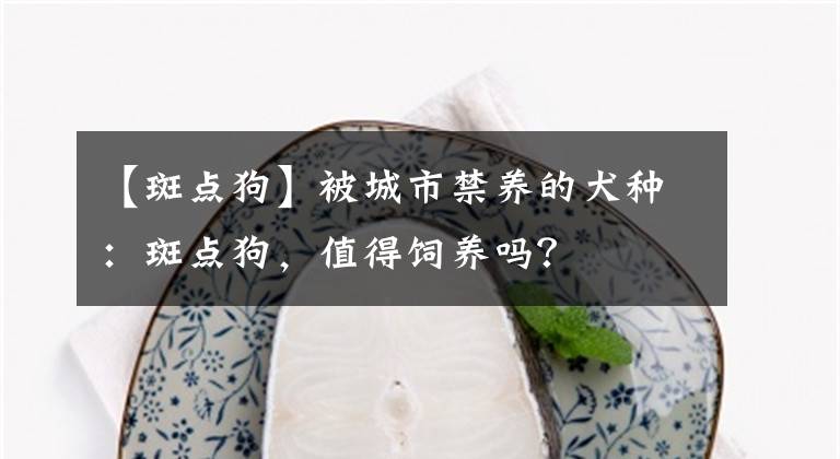 【斑点狗】被城市禁养的犬种：斑点狗，值得饲养吗？