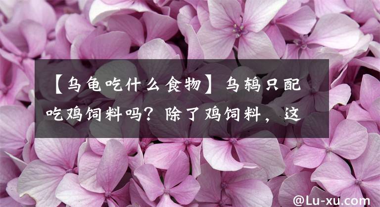 【乌龟吃什么食物】乌鸫只配吃鸡饲料吗？除了鸡饲料，这些食物喂乌鸫长得好爱鸣叫