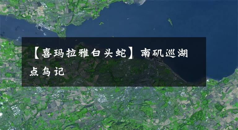 【喜玛拉雅白头蛇】南矶巡湖点鸟记