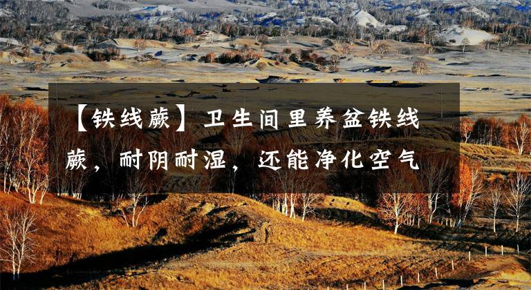 【铁线蕨】卫生间里养盆铁线蕨，耐阴耐湿，还能净化空气