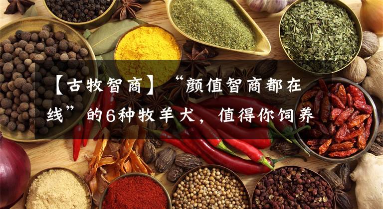 【古牧智商】“颜值智商都在线”的6种牧羊犬，值得你饲养