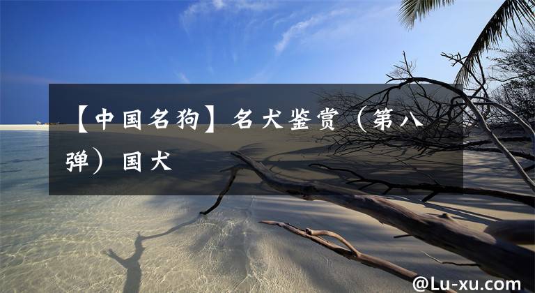 【中国名狗】名犬鉴赏（第八弹）国犬