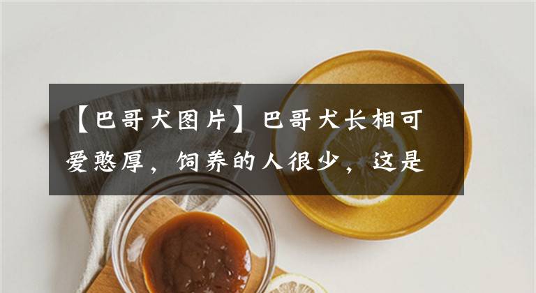 【巴哥犬图片】巴哥犬长相可爱憨厚，饲养的人很少，这是为什么？