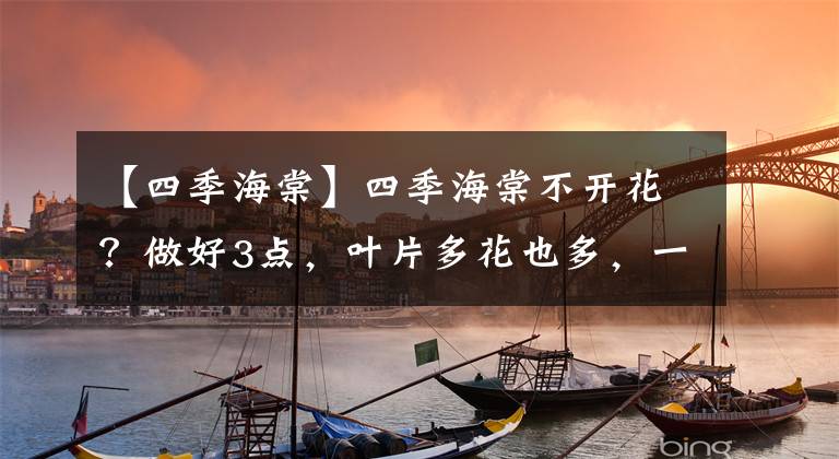【四季海棠】四季海棠不开花？做好3点，叶片多花也多，一直开，很鲜艳