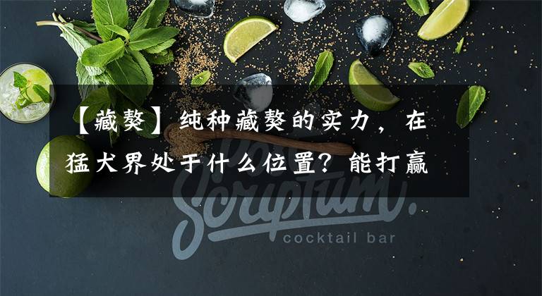 【藏獒】纯种藏獒的实力，在猛犬界处于什么位置？能打赢狼吗？