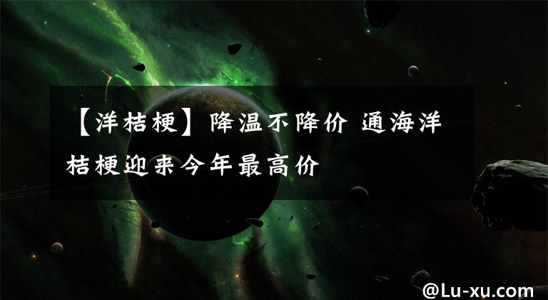【洋桔梗】降温不降价 通海洋桔梗迎来今年最高价