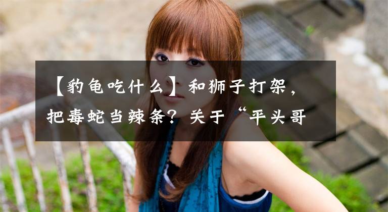 【豹龟吃什么】和狮子打架，把毒蛇当辣条？关于“平头哥”蜜獾，你可能有误会
