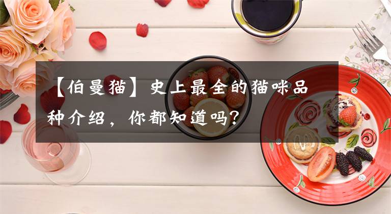【伯曼猫】史上最全的猫咪品种介绍，你都知道吗？