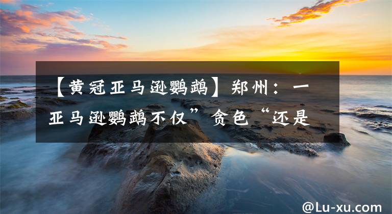 【黄冠亚马逊鹦鹉】郑州：一亚马逊鹦鹉不仅”贪色“还是”财迷“ 还能辨别纸币面值