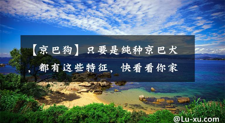 【京巴狗】只要是纯种京巴犬，都有这些特征，快看看你家狗狗有没有！