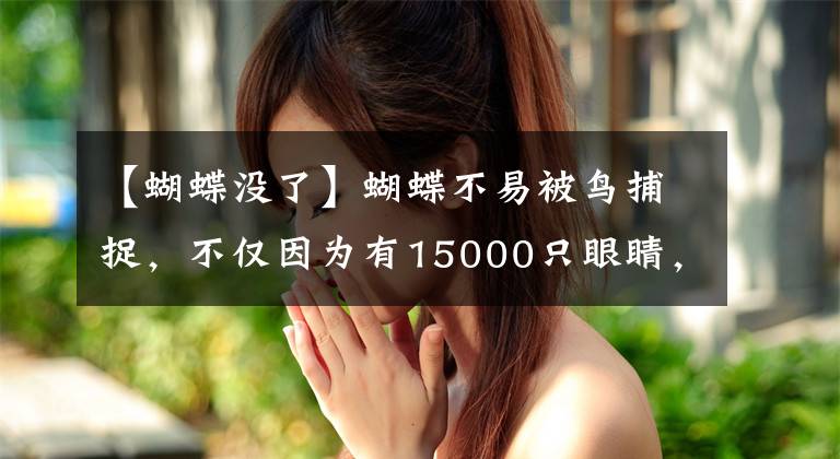 【蝴蝶没了】蝴蝶不易被鸟捕捉，不仅因为有15000只眼睛，还有你不知道的