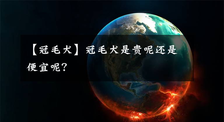 【冠毛犬】冠毛犬是贵呢还是便宜呢？