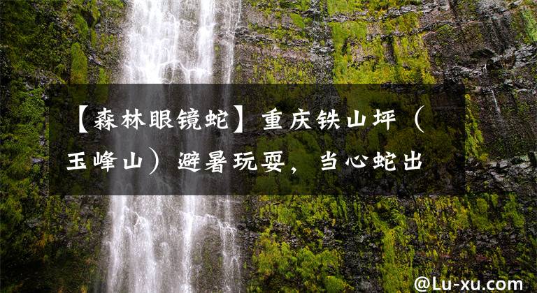 【森林眼镜蛇】重庆铁山坪（玉峰山）避暑玩耍，当心蛇出没！山上都有哪些毒蛇？