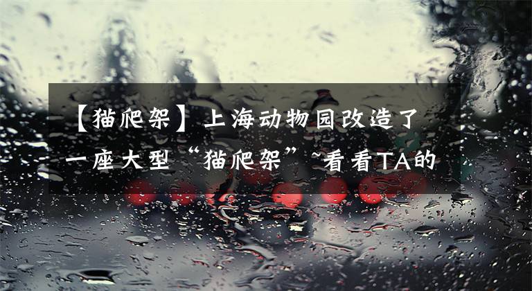 【猫爬架】上海动物园改造了一座大型“猫爬架”~看看TA的主人是谁