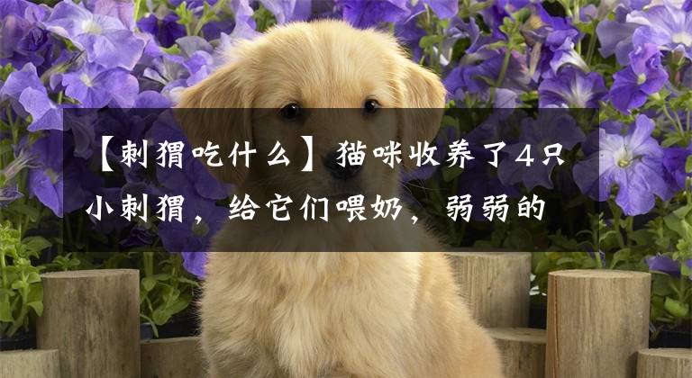 【刺猬吃什么】猫咪收养了4只小刺猬，给它们喂奶，弱弱的问一句：不扎的慌么
