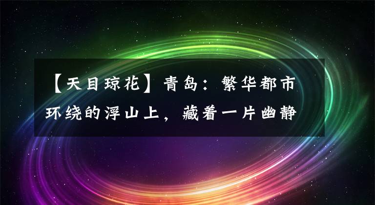 【天目琼花】青岛：繁华都市环绕的浮山上，藏着一片幽静的情人林