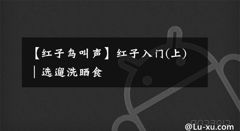 【红子鸟叫声】红子入门(上)｜选遛洗晒食